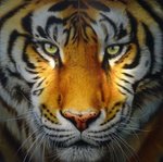 Prachtig groot schilderij van een tijger.