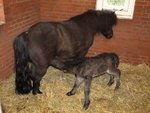 Een dag oud dit ponyveulen, geboren op kinderboerderij "De Baak" in Beverwijk. Ziet er toch erg schattig uit. De bezoekers mogen een naam kiezen. Deze moet met een S beginnen, omdat het stamboek dat dit jaar verplicht. 3 mei 2012.