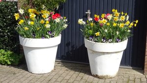 De plantenbakken voor de garage staan weer prachtig in bloei 24 april 2015