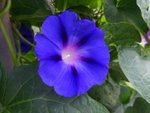 Prachtige blauwe bloem op de tuin van Peter