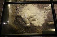 Een kijkje in een nest met jonge vossen in het museum Klop en Peel in Asten