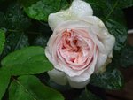 Prachtig bloeiende roos van de rozenstruik van mijn moeder Ida 16 juli 2017