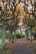 Mooie bomen op weg naar de Wilhelmsturm 16 september 2017