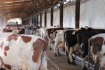 De koeienstal vlakblij ons vakantiehuis in Liebenscheid 18 september 2017