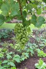 Mooie tros druiven in de tuin Borggreve-Sommer 28 augustus 2016